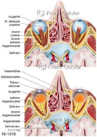 Organe Nasenhöhle Augenhöhle Schädelhöhle