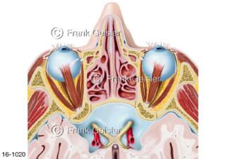 Augen Augenmuskeln Nasenhöhle Schädelhöhle Kreuzung Sehnerven