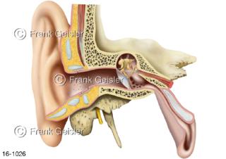 Schnitt Hörorgan äußeres Ohr Ohrmuschel und Mittelohr mit Gehörknöchelchen