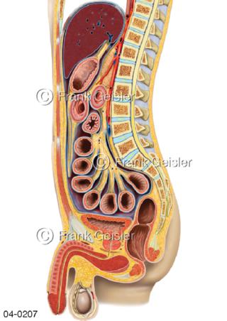 Organe mit Bauchfell, Peritoneum beim Mann