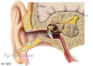 Gehörorgan Ohr, Schnittdarstellung äußeres Ohr Mittelohr und Innenohr im Felsenbein