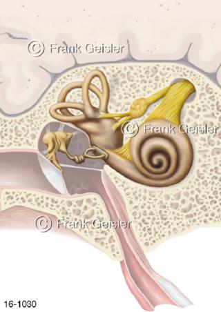 Mittelohr Auris media Innenohr Auris interna