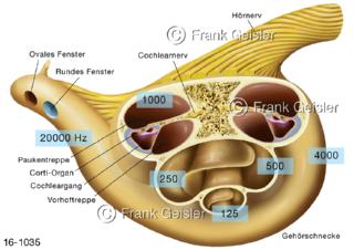 Hörorgan Innenohr mit Hörschnecke Cochlea Hörnerv, Hörsinn aurale akustische Wahrnehmung
