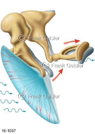 Mittelohr mit Schallübertragung Trommelfell Gehörknöchelchen