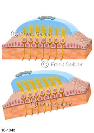 Sinneszellen, Funktion Statolithen