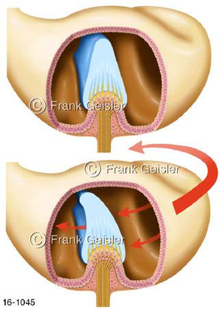 Gleichgewichtssinn Bogengang Andrehung