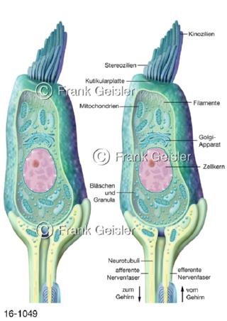 Sinneszellen, Haarzelle Haarsinneszelle