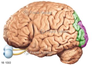 Augen Gehirn, Sehrinde visueller Cortex Großhirn mit Assoziationsfelder