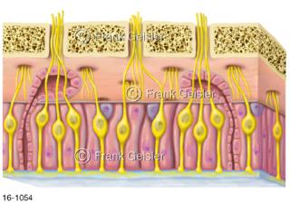 Riechschleimhaut mit Riechzellen mit Nerven im Riechepithel für Geruchssinn Riechen