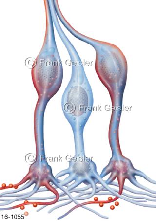 Riechzellen, Sinneszellen Geruchssinn