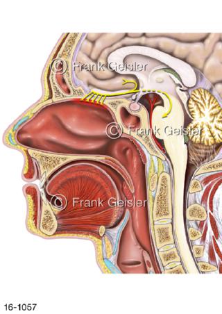 Nasenhöhle Kopf, Riechschleimhaut Nerven