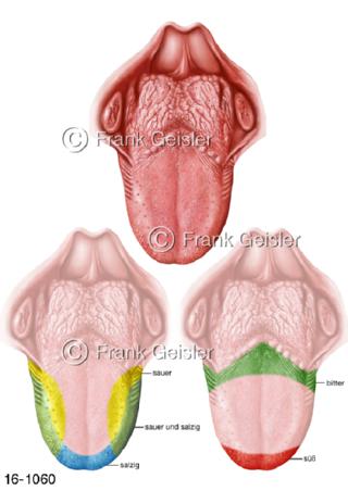 Zunge Lingua mit Geschmackszonen 