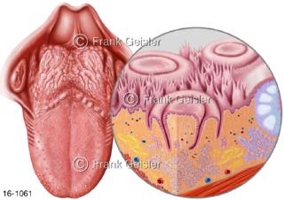 Geschmackssinn, Zunge mit Geschmacksknospen Schmeckknospen Caliculi gustatorii