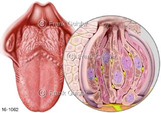 Zunge Lingua mit Histologie Zellen Schmeckknospe Geschmacksknospe