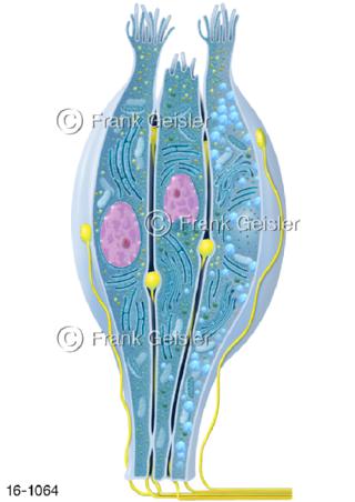 Geschmackszellen Schmeckzellen mit Nerven