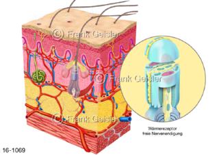 Sinnesorgane Hautsinne Hautrezeptoren Wärmerezeptor, freie Nervenendigung Haut