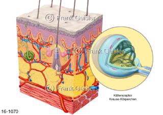 Sinnesorgane Hautsinne Hautrezeptoren Kälterezeptor Krause-Körperchen Haut