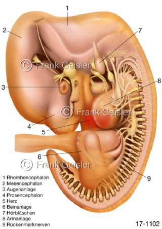 Fortpflanzung, Organe Embryo 40 Tage