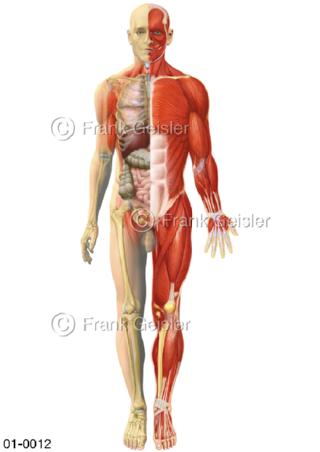 Anatomie Organe und Muskeln beim Mann