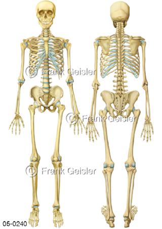 Skelett Knochenskelett des Menschen frontal und dorsal