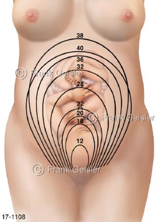 Fetus Fötus Bauch, Größenzunahme Wochen