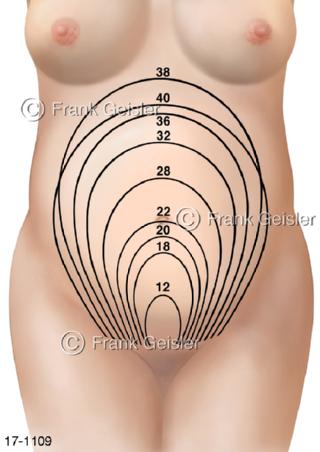 Fetus Bauch, Wochen Größenzunahme