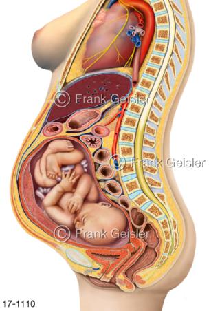 Lage Fötus im Bauch Mutter lateral