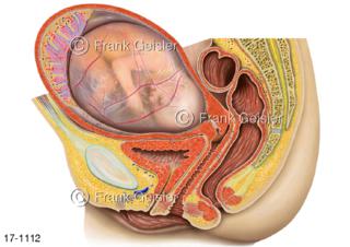 Becken Frau, Fötus in Fruchtblase, Gebärmutter Uterus mit Plazenta