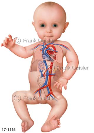 Nachgeburtlicher Blutkreislauf Baby