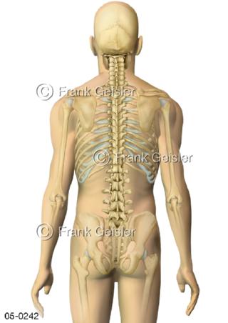 Skelett-Knochen, Körper Mann dorsal