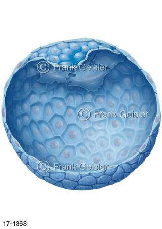 Fortpflanzung, Zellstadium Blastozyste