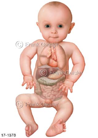 Kind Baby Organe, Brustorgane Bauchorgane