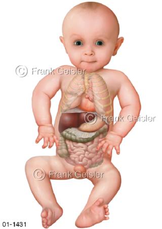 Übersicht Körper Organe Kleinkind Baby