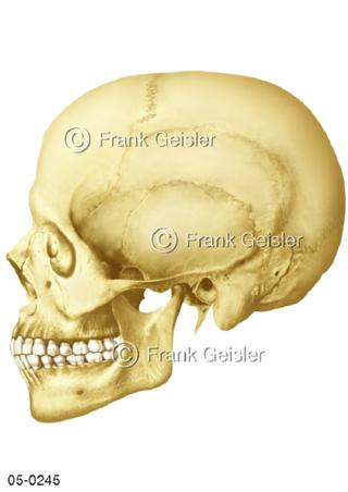 Skelett Schädel, Schädelknochen lateral