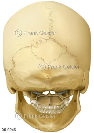 Skelett Schädel, Schädelknochen dorsal