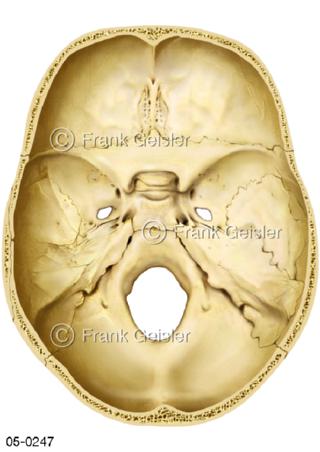 Skelett Schädelbasis, Schädelgrube Fossa-cranii