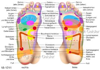 Fußsohle Fuß, Reflexzonen Fußreflexzonen Verbindung zu Organen im Körper