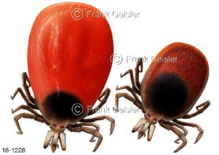 Zecken Holzbock Überträger Erreger der Lyme-Borreliose und Meningoenzephalitis FSME