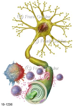 Multiple-Sklerose MS autoimmune Erkrankung ZNS, Neuron mit Markscheide