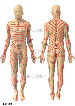 Dermatome, Hautareale der Nerveninnervation