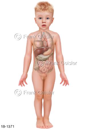 Notfall Organe im Körper Kind Knabe