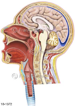 Notfall Kopf mit Nasen-Rachen-Raum