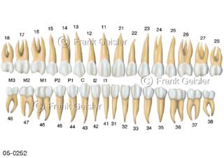 Zahnreihen, Zahnformal Zähne Oberkiefer und Unterkiefer