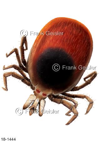 Zecke Holzbock, Überträger Lyme-Krankheit