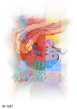 Medical Art Bauchspeicheldrüse Pankreas Stoffwechsel Hormone