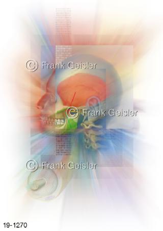 Medical-Art Skelett Orthopädie Mensch