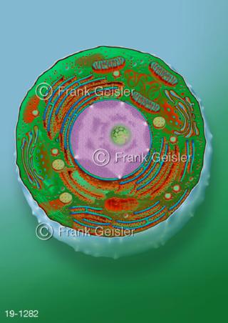 Medical-Art Zytologie Zelle Zellorganelle