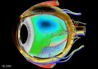 Medical-Art Augapfel Sinnesorgan Sehorgan Bulbus oculi