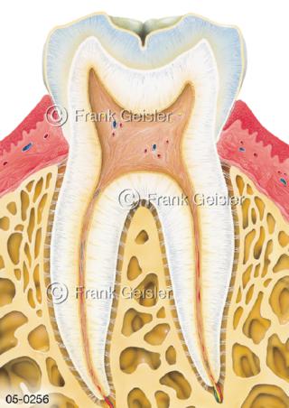 Anatomie Zahn, Molar mit Zahnwurzel