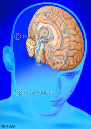 Medical-Art Gehirn Hirnstamm Steuerung